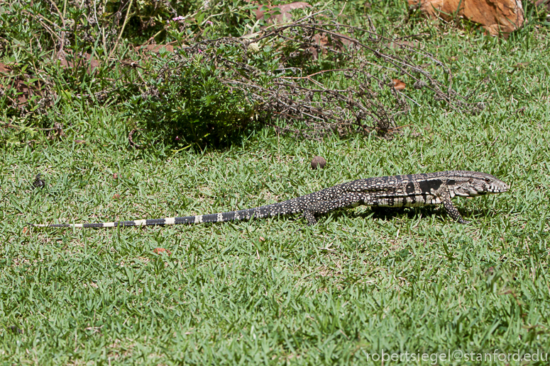 tegu